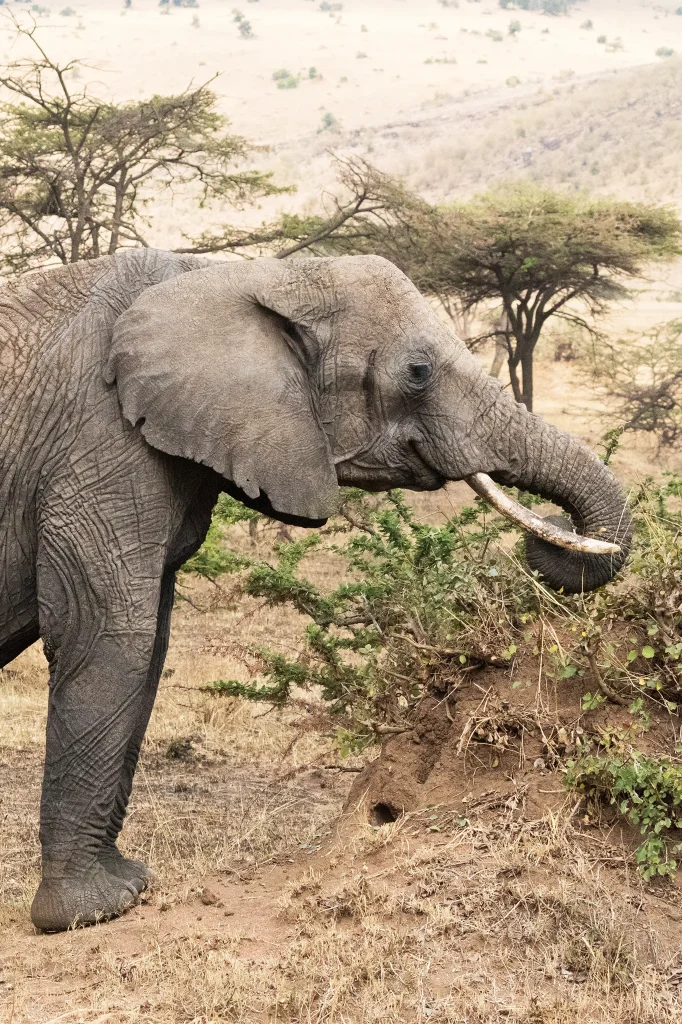 Tanzania Big Five Safaris