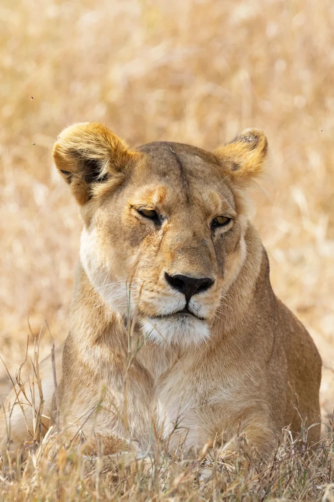 Tanzania Big Five Safaris