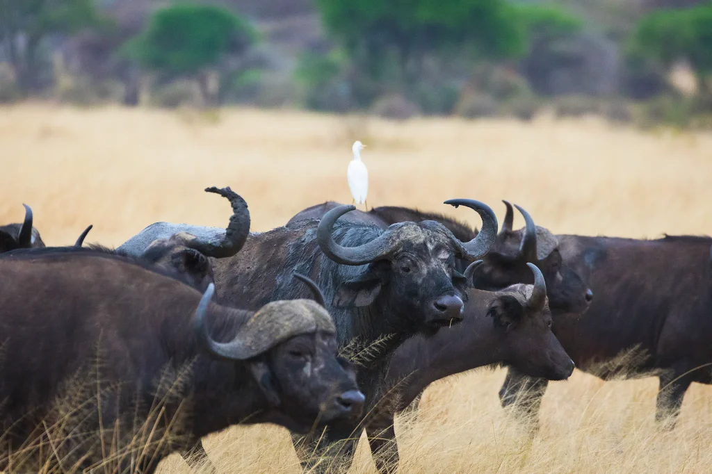 Cape Buffalo