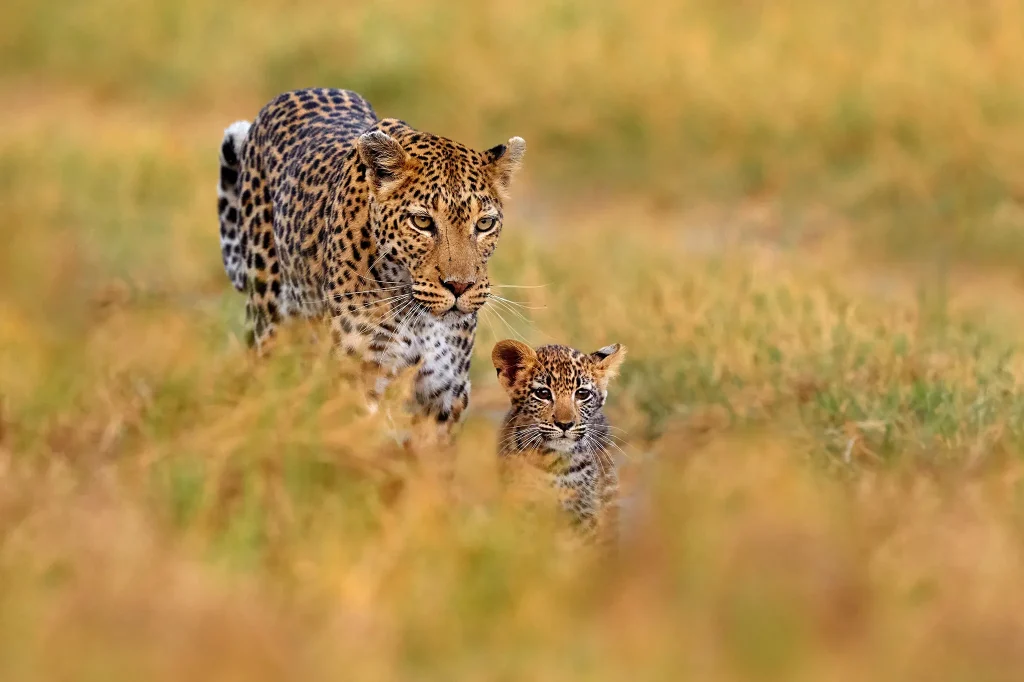 African Leopard