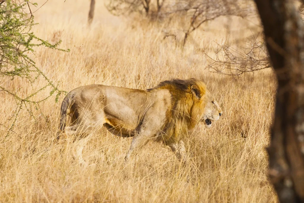 Big Five Safaris in Tanzania