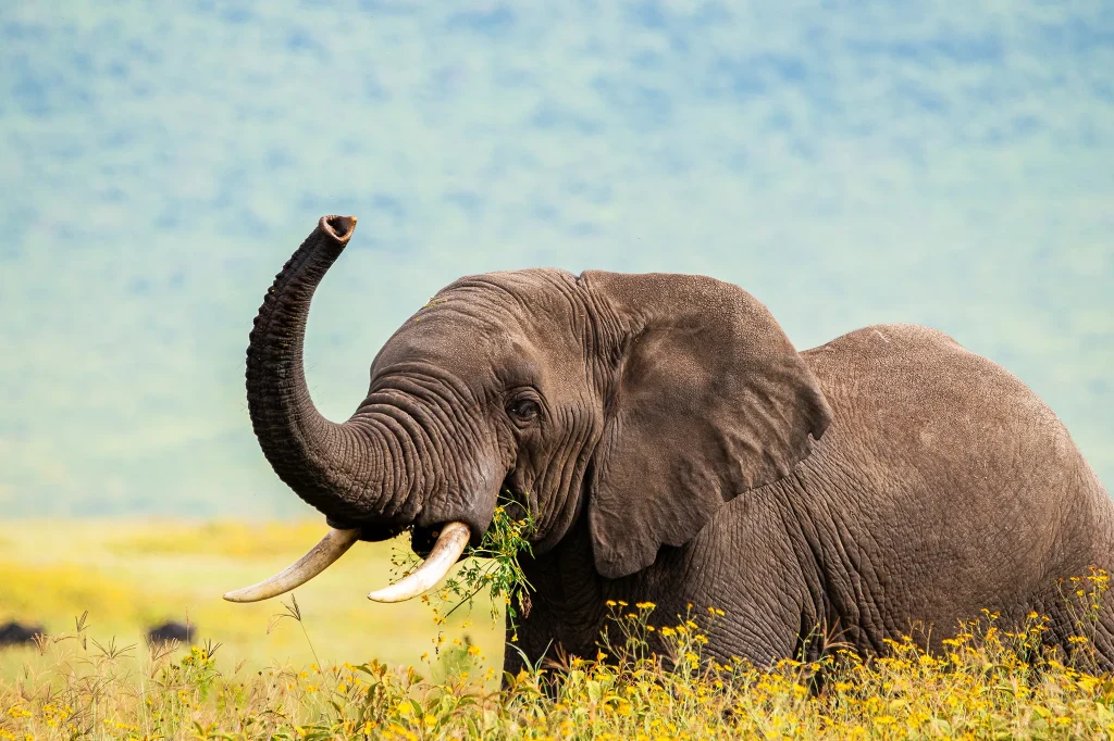 African Elephant