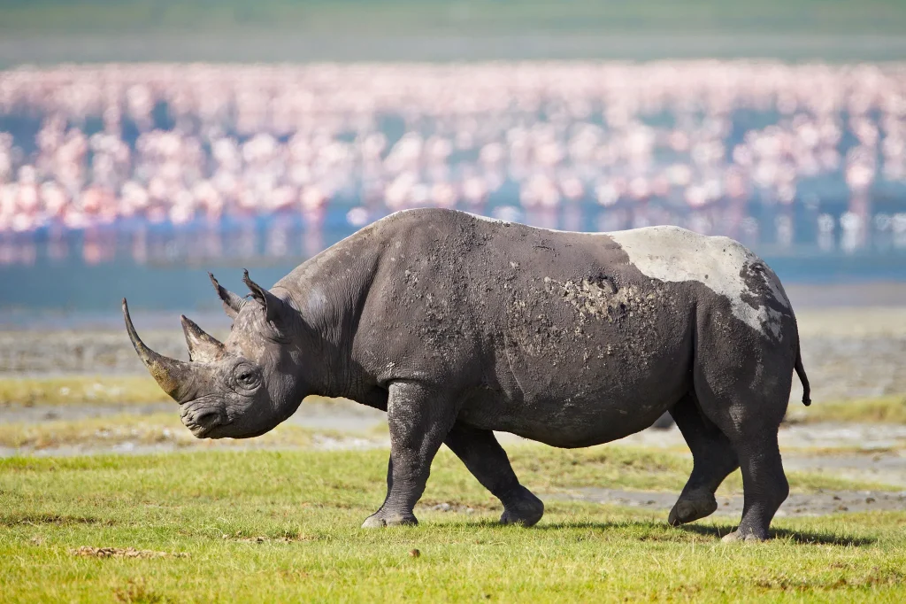 Rhinoceros