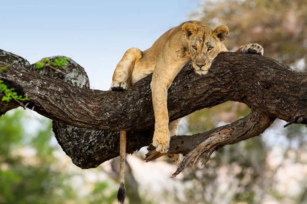 Big Five Safaris in Tanzania