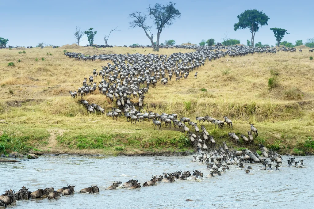 Mara River Crossings