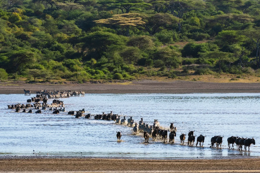 Great Migration