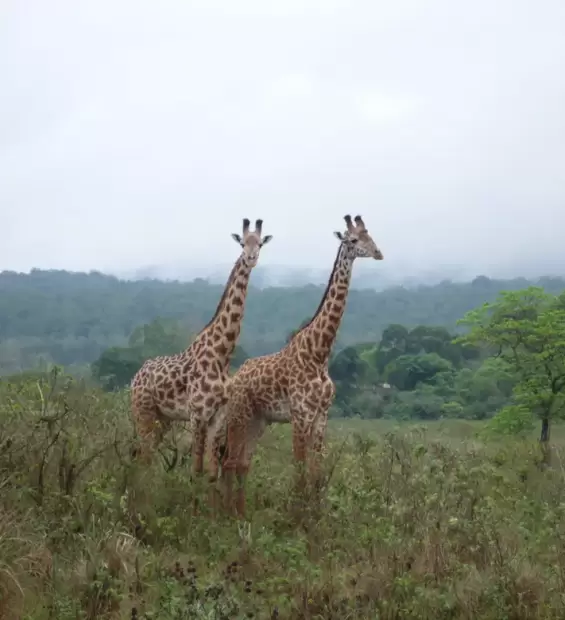 arusha-national-park3