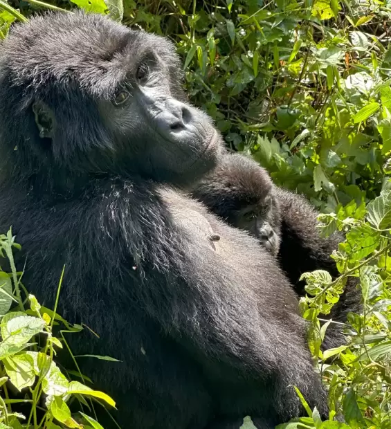 bwindi-impenetrable-national-park4