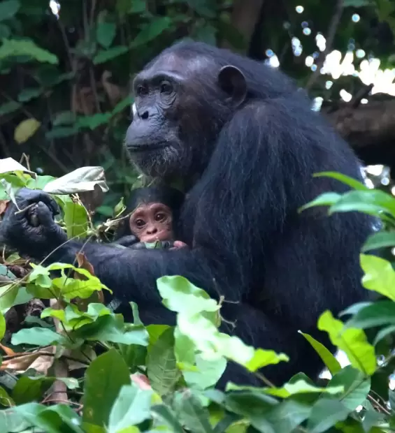 gombe-national-park2