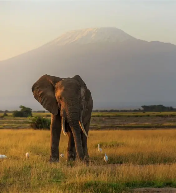 kilimanjaro-national-park1