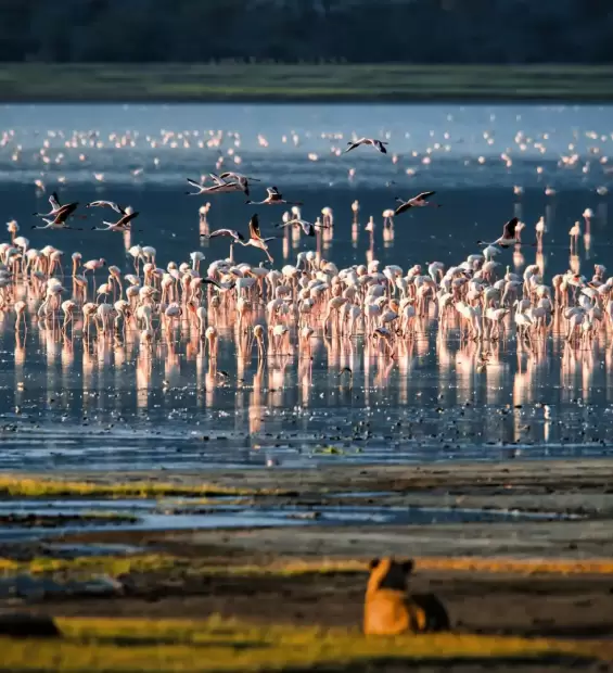 lake-manyara-national-park3