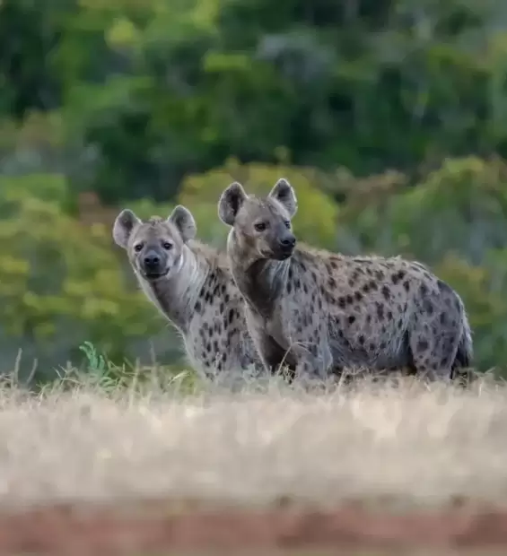 lake-mburo-national-park3