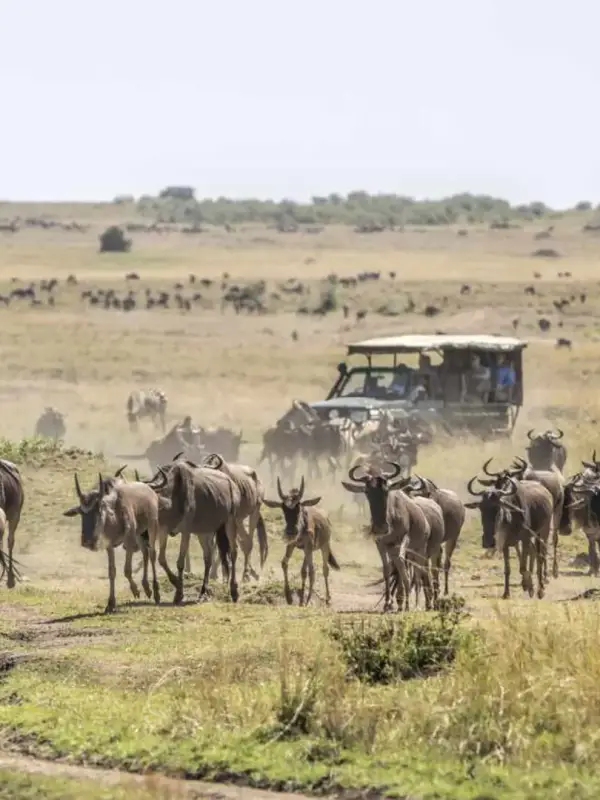 masai-mara-national-reserve-banner