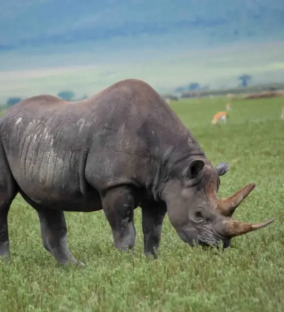 ngorongoro-crater1