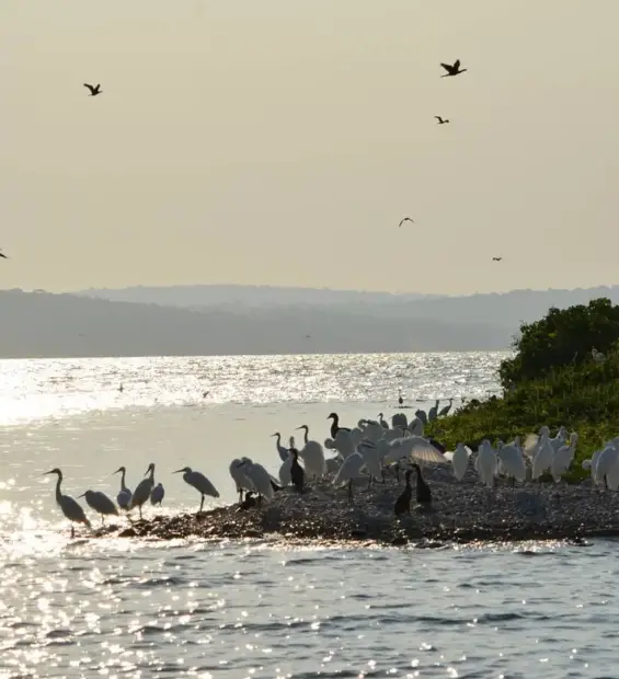 rubondo-island1