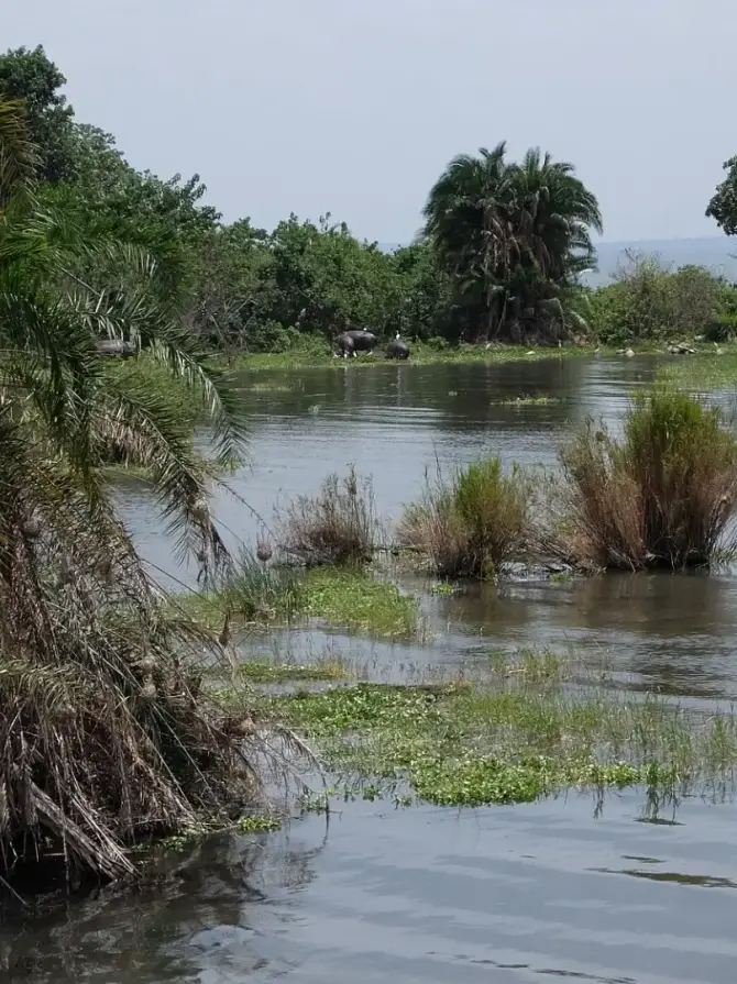 rubondo-island4