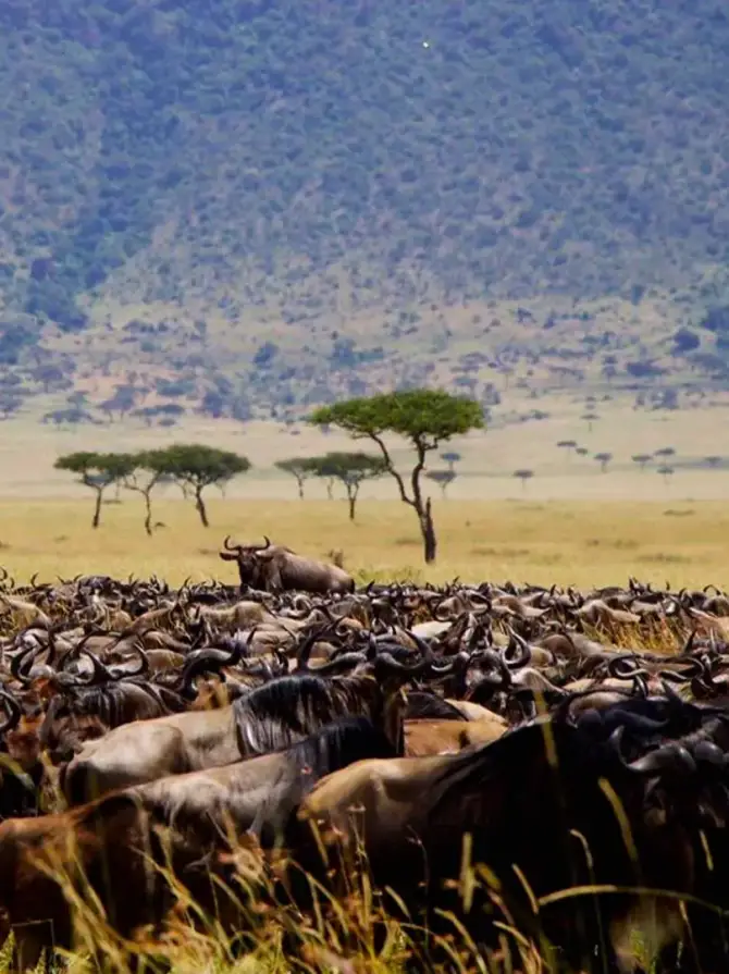 serengeti-national-park1