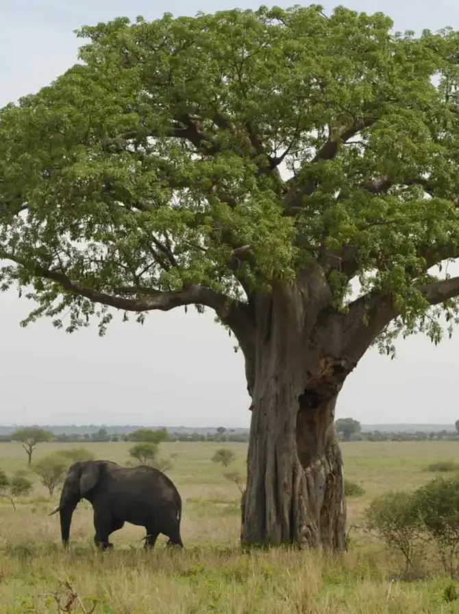 tarangire-national-park4