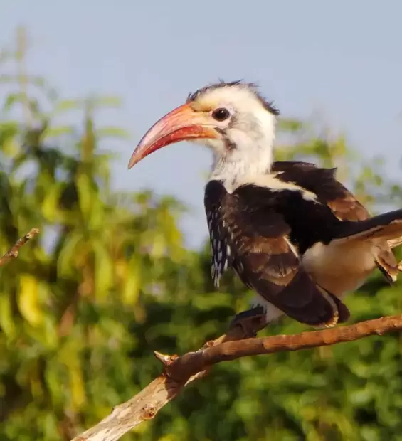 tsavo-east-national-park2