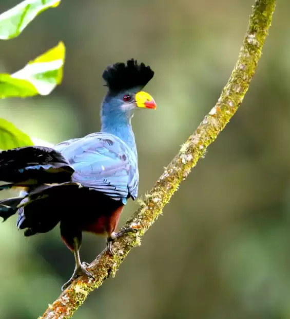 virunga-mountain-national-park1