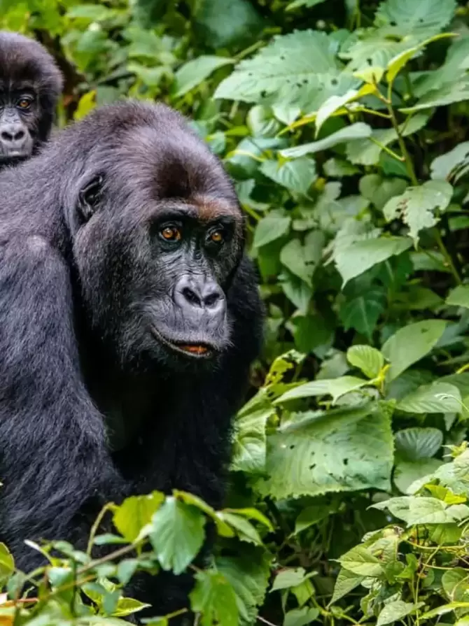 virunga-mountain-national-park3